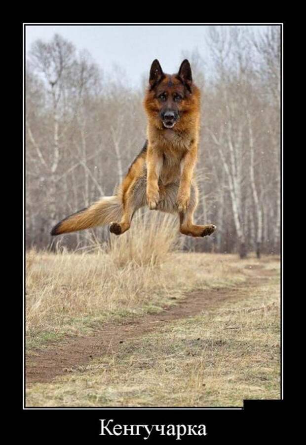 Демотиваторы №1102 (30 фото)