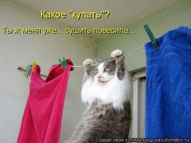 Свежая котоматрица на Бугаге (34 фото)