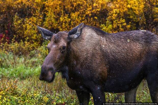LR2015.09-US-AlaskaReasons-8