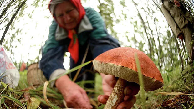 За сбор редких грибов и растений россиянам грозят штрафы и даже уголовная ответственность