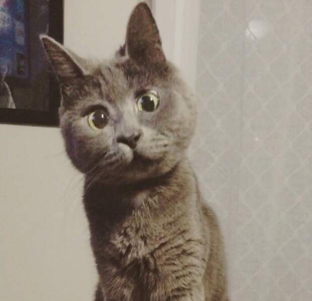 This Permanently Surprised Cat Wasn’t Supposed To Survive, Now He’s 4 Years Old