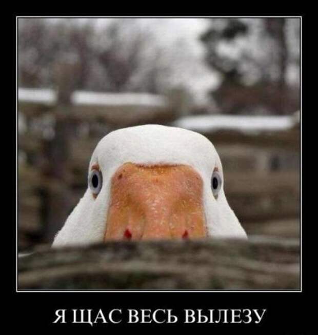 Демотиваторы про котэ и не только.