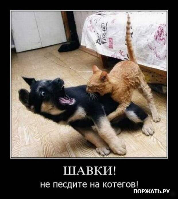 Понедельничные демотиваторы.