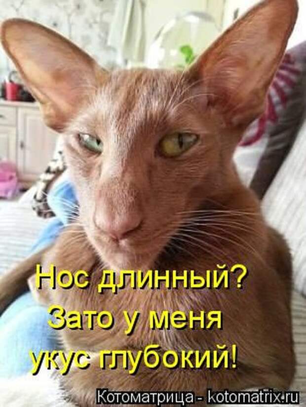 Лучшие котоматрицы недели (50 фото)