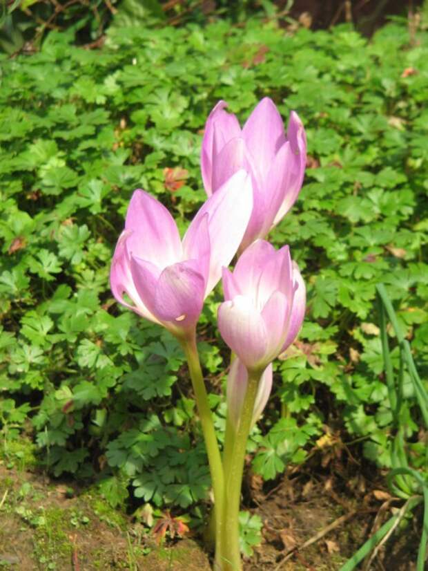 Безвременник Борнмюллера (Colchicum bornmuelleri)