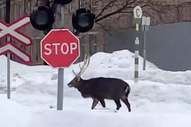 В Подмосковье заметили прогуливающегося по дворам оленя
