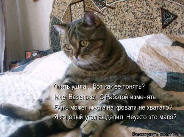 Котоматрица на Бугаге (28 фото)