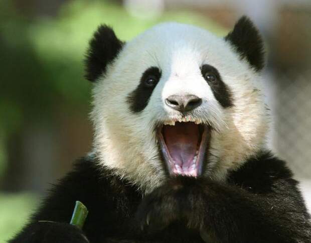 Сколько зубов у панды большой и малой?