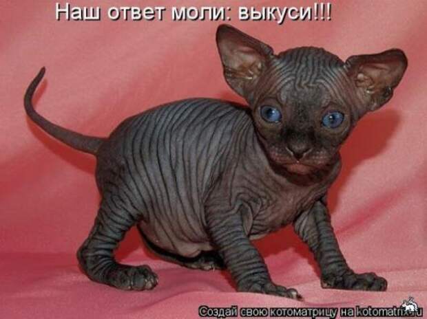 Котоматрица