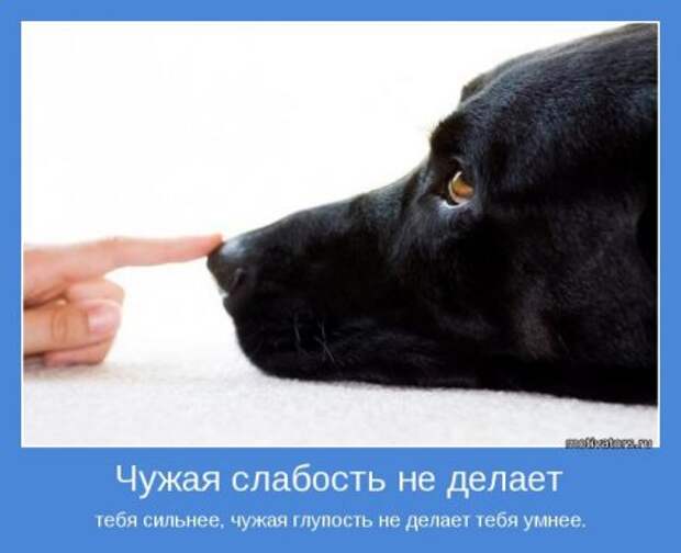 Мотиваторы тебе.