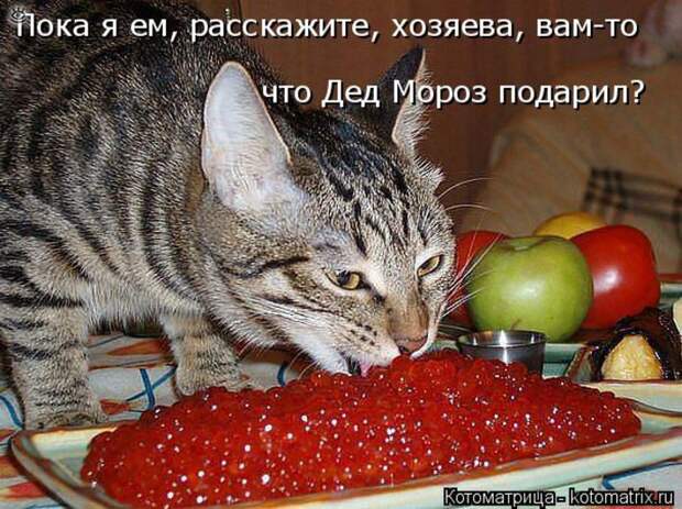 Чудная котоматрица 17