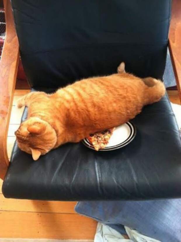 Коты и кошки (28 фото)