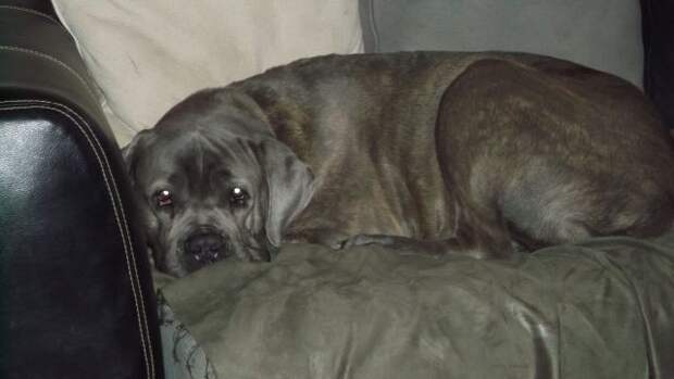 This week on Meet the Giants, we're talking about the Cane Corso! Read more for tons of fabulous breed information!