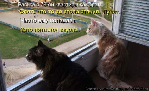 Лучшая котоматрица недели (32 фото)