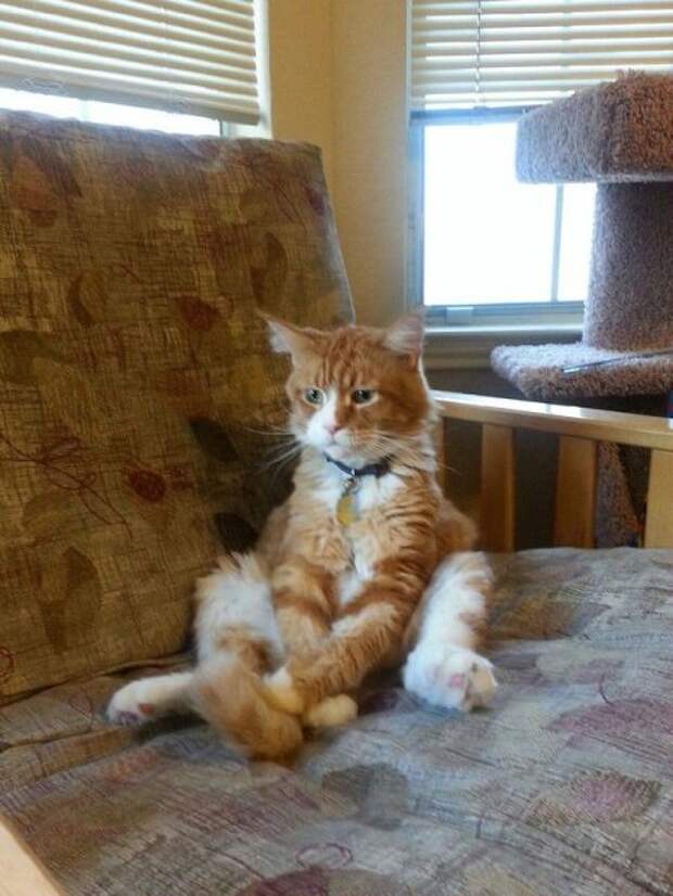 Коты и кошки, много позитива.