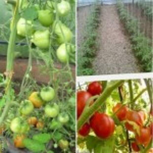 Секреты выращивания томатов (подборка)