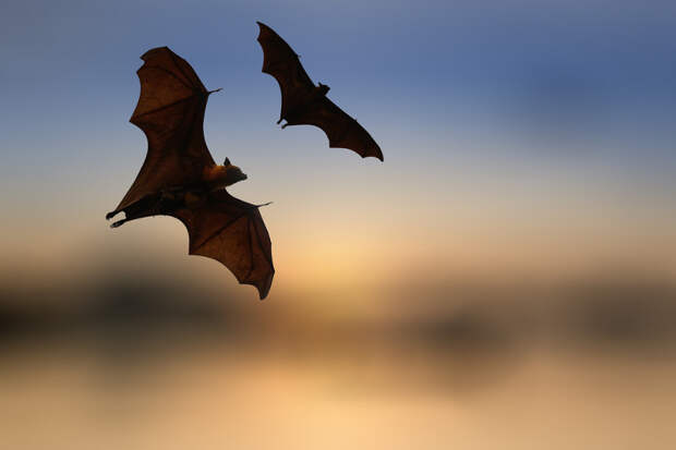 bat