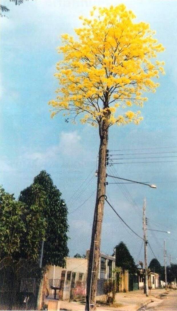 забавное дерево 