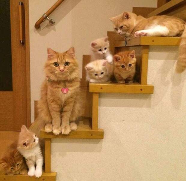 Гордые мамы-кошки со своими многочисленными котятами Гордые мамы-кошки, кошки со своими котятами