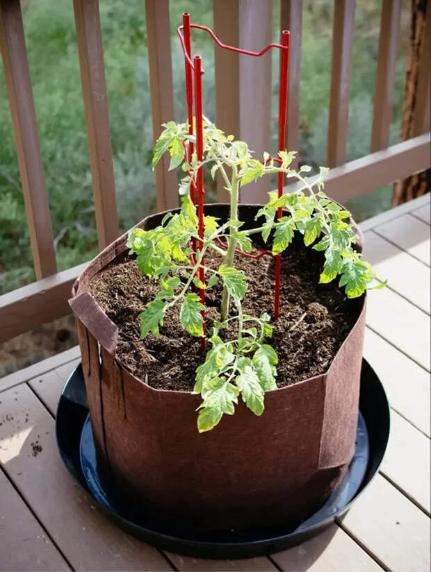 Как получить большой урожай томатов в маленьком горшочке