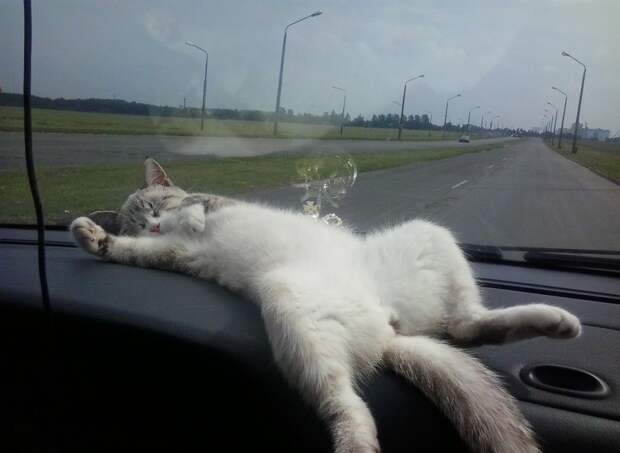 Про кота... авто, дтп, коты