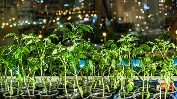 Крепкие и здоровые: как грамотно выбрать семена для рассады