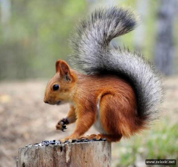 funny_animals_042