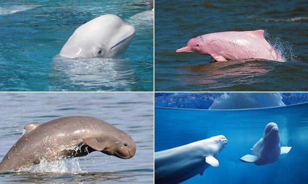 Разновидности дельфинов - Виды дельфинов - Интересные факты о дельфинах