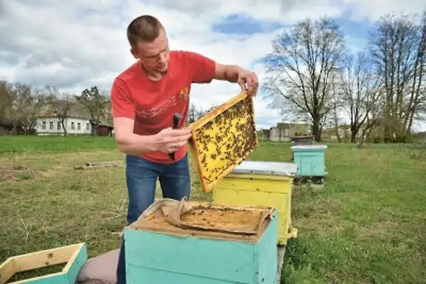 Дадан или Рута: вот в чем вопрос?