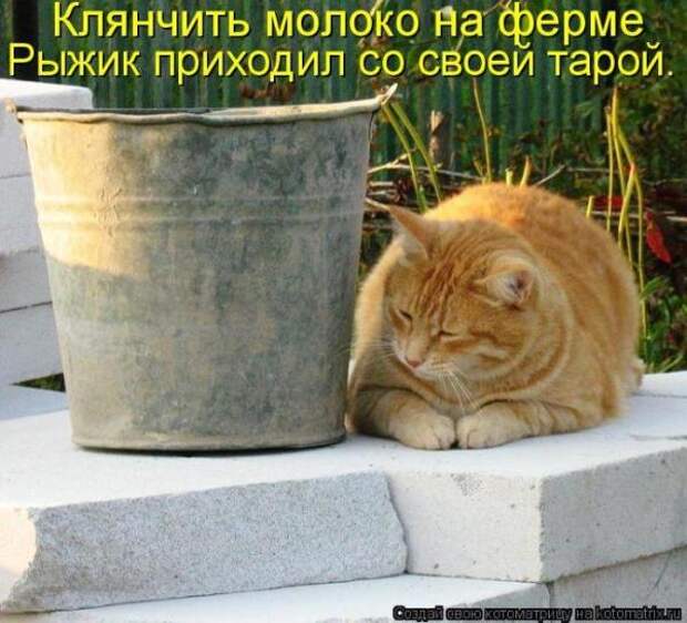 Котоматрица Котоматрица