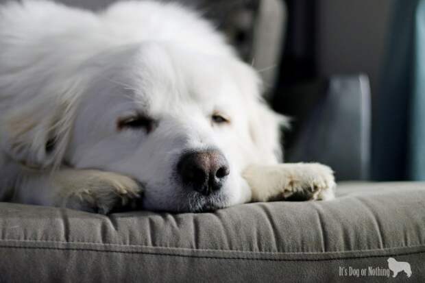 Great Pyrenees