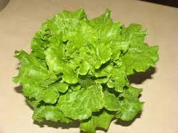 lettuce leaf