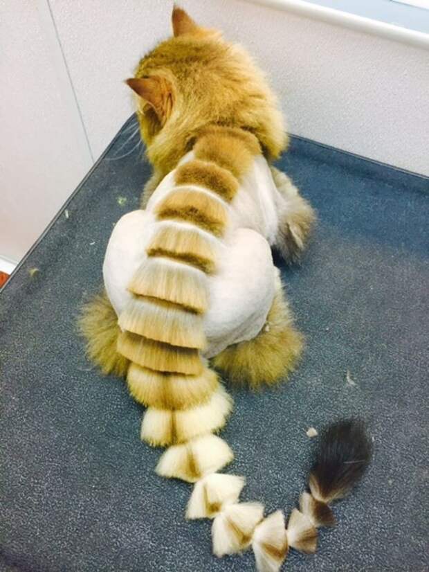 котики остриженные 
