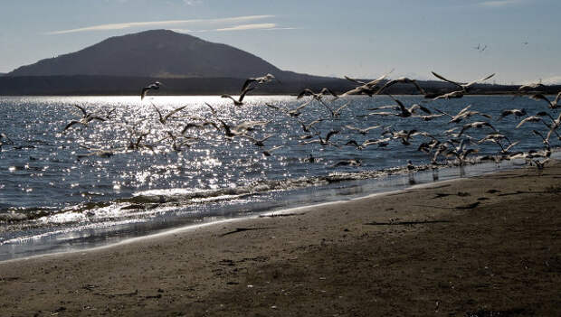 Чайки на берегу Южно-Курильского залива на острове Кунашир. Архивное фото