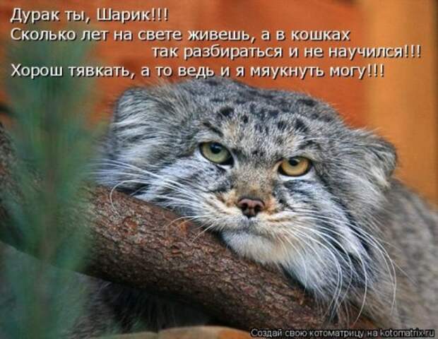 Котоматрица новые за неделю.