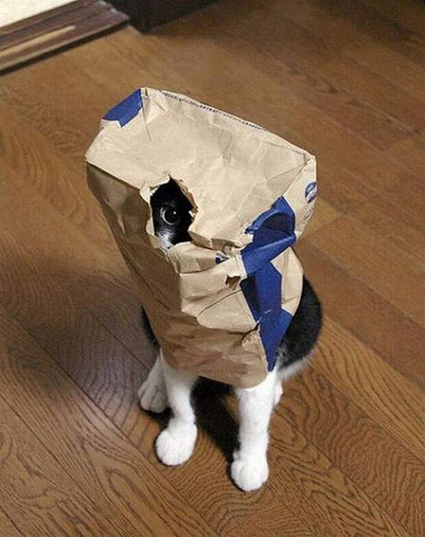 lolcats67 100 лучших фотографий кошек всех времен и народов