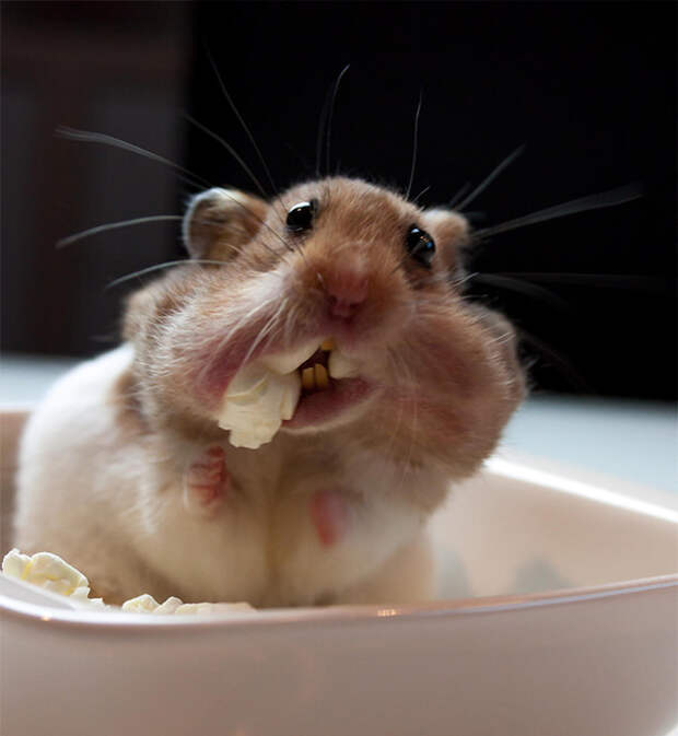 funny-animals-eating-222__605
