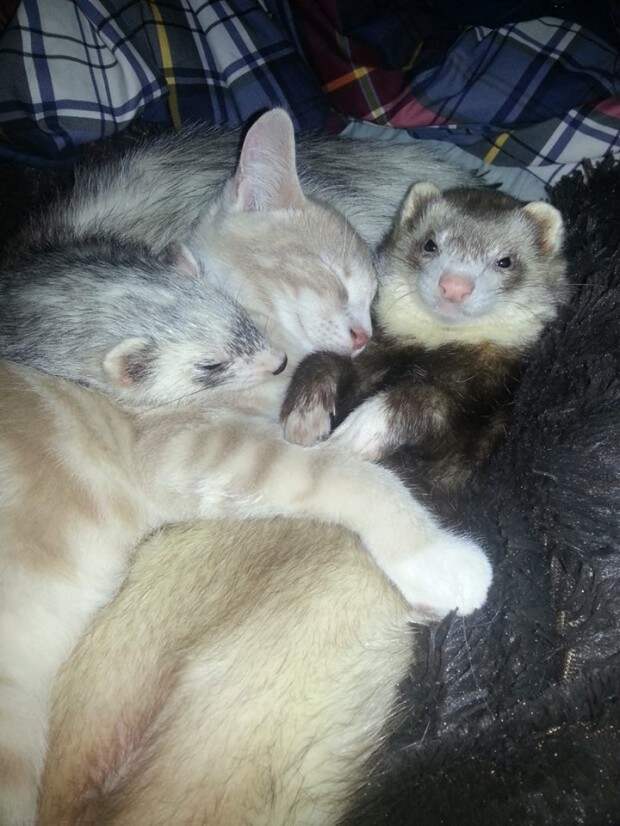 дружба двух хорьков и котенка, рыжи котенок дружит с хорьками, котоено и хорьки