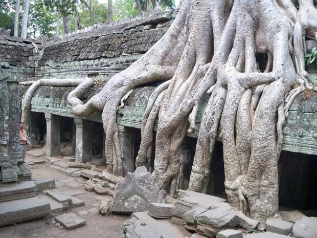 11. В Камбодже на руинах храма деревья-захватчики, интересно, природа, природа берет верх, фото
