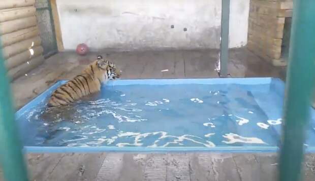 Челябинский ветеринар опубликовал видео проводов тигра Гектора в тайгу на реабилитацию