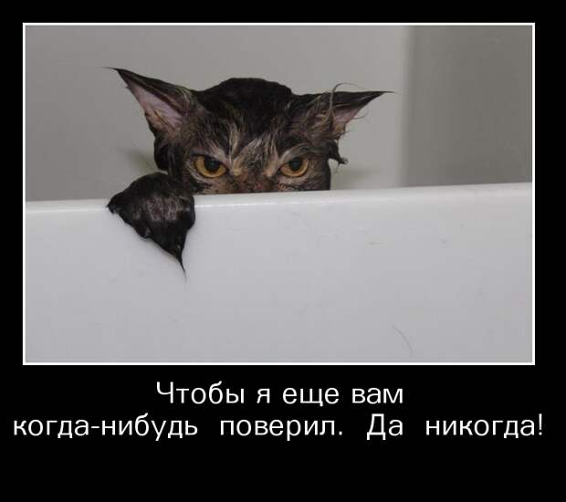 Демотиваторы демотиваторы, животные, прикол, юмор
