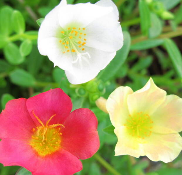 Портулак (Portulaca) Портулак (Portulaca)