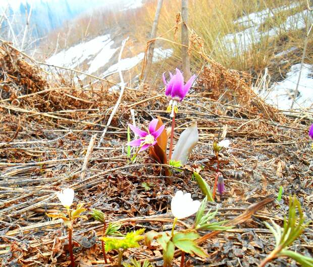 Весною я люблю иначе (Юрий Михайлов)