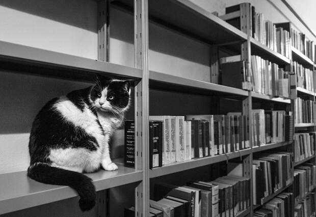 Простите, какую книгу вам подать…? Простите, какую книгу вам подать…?