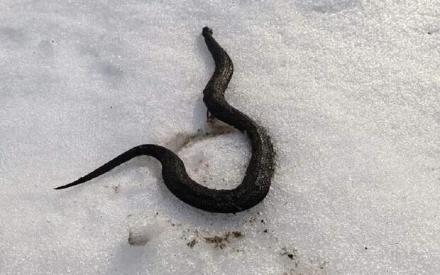 Рязанцы сфотографировали загорающую на снегу змею