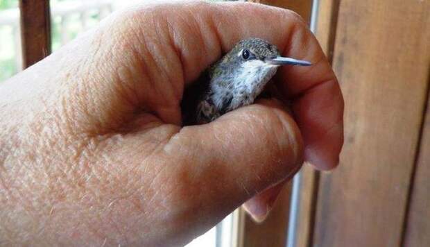 Спасенные птенцы колибри – самое симпатичное из всего, что вы когда-либо видели колибри, птички, спасение