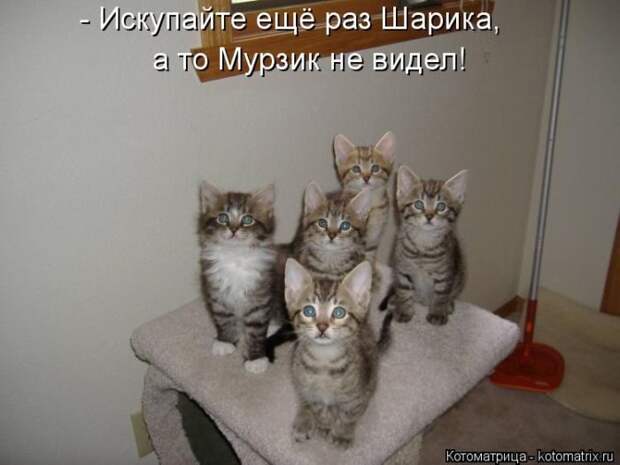 Лучшие котоматрицы недели