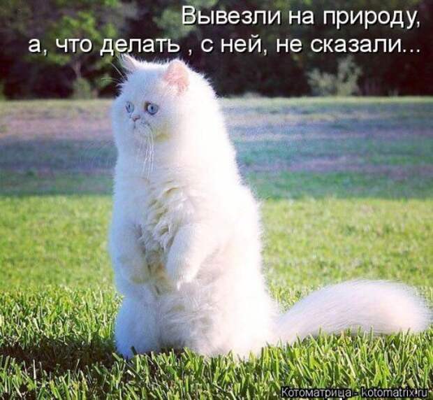 Лучшая котоматрица недели (32 фото)