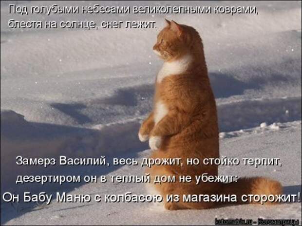 Прикольные коты в котоматрицах.