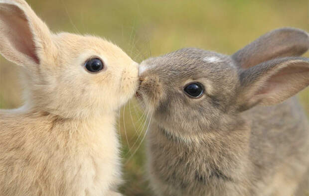 cute-animals-kissing-valentines-day-60__880